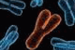 leggi tutto l'articolo Il fumo cancella il cromosoma maschile Y - Tiscali Il fumo cancella il cromosoma maschile Y - Tiscali