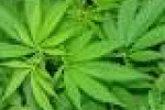 leggi tutto l'articolo Cannabis ad uso terapeutico - Come verranno coltivate le nuove ... - aciclicoMagazine Cannabis ad uso terapeutico - Come verranno coltivate le nuove ... - aciclicoMagazine