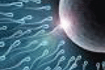 leggi tutto l'articolo Quando spermatozoi e ovuli si incontrano fanno faville - La Repubblica Quando spermatozoi e ovuli si incontrano fanno faville - La Repubblica