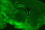 leggi tutto l'articolo (di cavie da laboratorio) senza serotonina - Corriere della Sera (di cavie da laboratorio) senza serotonina - Corriere della Sera