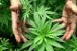 leggi tutto l'articolo Sclerosi multipla: la cannabis conferma di poter alleviare i sintomi - Corriere della Sera Sclerosi multipla: la cannabis conferma di poter alleviare i sintomi - Corriere della Sera
