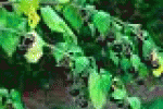 leggi tutto l'articolo MANGIANO PIANTA AVVELENATA | La pianta non era cima rapa - La Voce di Venezia MANGIANO PIANTA AVVELENATA | La pianta non era cima rapa - La Voce di Venezia