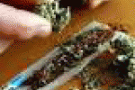 leggi tutto l'articolo Effetti marijuana sul cervello: corteccia ristretta ma più connettività - Corriere della Sera Effetti marijuana sul cervello: corteccia ristretta ma più connettività - Corriere della Sera