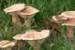 leggi tutto l'articolo Due ricoveri nel Riminese per una intossicazione da funghi velenosi - News Italiane Due ricoveri nel Riminese per una intossicazione da funghi velenosi - News Italiane