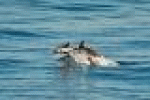leggi tutto l'articolo Sardegna nord Cetacei : avvistati 200 delfini e 5 balenotteri - AGI - Agenzia Giornalistica Italia Sardegna nord Cetacei : avvistati 200 delfini e 5 balenotteri - AGI - Agenzia Giornalistica Italia