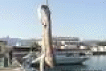 leggi tutto l'articolo Corigliano Calabro, recuperata la carcassa di uno squalo lungo ... - Adnkronos Corigliano Calabro, recuperata la carcassa di uno squalo lungo ... - Adnkronos