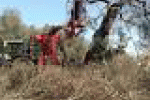 leggi tutto l'articolo Emergenza Xylella, scatta l'inchiesta: Caccia ai colpevoli - La Repubblica Emergenza Xylella, scatta l'inchiesta: Caccia ai colpevoli - La Repubblica