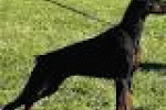 leggi tutto l'articolo Diane Papazian: “Il mio cane Troy mi ha salvata dal cancro al seno” - TGCOM Diane Papazian: “Il mio cane Troy mi ha salvata dal cancro al seno” - TGCOM