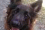 leggi tutto l'articolo Firenze, pet therapy a Ponte a Niccheri: un cane con i pazienti di ... - Firenze Post Firenze, pet therapy a Ponte a Niccheri: un cane con i pazienti di ... - Firenze Post