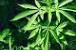 leggi tutto l'articolo Due bambine finite all'ospedale per aver ingerito droga - Toscana TV Due bambine finite all'ospedale per aver ingerito droga - Toscana TV