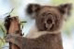 leggi tutto l'articolo Koala a rischio per il clima caldo - TGCOM Koala a rischio per il clima caldo - TGCOM