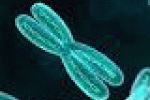 I telomeri: ecco il tallone d'Achille delle cellule tumorali - HealthDesk