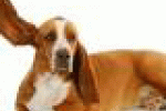 leggi tutto l'articolo I cani capiscono il linguaggio umano? Il loro cervello prova a ... - Data manager online I cani capiscono il linguaggio umano? Il loro cervello prova a ... - Data manager online