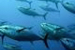leggi tutto l'articolo Il pesce aiuta a prevenire la depressione - Italiasalute.it Il pesce aiuta a prevenire la depressione - Italiasalute.it