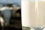 leggi tutto l'articolo Il latte vaccino è il migliore per la crescita e lo sviluppo - il Giornale Il latte vaccino è il migliore per la crescita e lo sviluppo - il Giornale