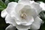 leggi tutto l'articolo L'8 marzo la gardenia di Aism - TGCOM L'8 marzo la gardenia di Aism - TGCOM