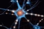 leggi tutto l'articolo Cervello: ricerca, le connessioni differenziano uomo e donna - AGI - Agenzia Giornalistica Italia Cervello: ricerca, le connessioni differenziano uomo e donna - AGI - Agenzia Giornalistica Italia