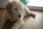 leggi tutto l'articolo Roma, bimba lascia ospedale grazie al suo cane - TGCOM Roma, bimba lascia ospedale grazie al suo cane - TGCOM