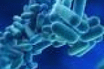leggi tutto l'articolo Sei contagiati, uno è morto Piano anti legionella a Bresso - Corriere della Sera Sei contagiati, uno è morto Piano anti legionella a Bresso - Corriere della Sera
