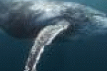 leggi tutto l'articolo Troppo rumore in mare e - TGCOM Troppo rumore in mare e - TGCOM