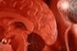 leggi tutto l'articolo Il trauma superato si sposta in un'altra parte del cervello - La Stampa Il trauma superato si sposta in un'altra parte del cervello - La Stampa