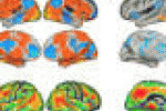 leggi tutto l'articolo Alzheimer, così il cervello si difende - Quotidiano.net Alzheimer, così il cervello si difende - Quotidiano.net