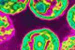 leggi tutto l'articolo Le nuove frontiere della ricerca contro l'hiv - Wired.it Le nuove frontiere della ricerca contro l'hiv - Wired.it