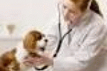 leggi tutto l'articolo Veterinaria va meglio di medicina, ecco i risultati dei test per l ... - Il Sole 24 Ore Veterinaria va meglio di medicina, ecco i risultati dei test per l ... - Il Sole 24 Ore
