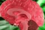 leggi tutto l'articolo Tumori: individuate 2 proteine responsabili cancro cervello - AGI - Agenzia Giornalistica Italia Tumori: individuate 2 proteine responsabili cancro cervello - AGI - Agenzia Giornalistica Italia