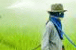 leggi tutto l'articolo Il glifosato Monsanto provoca il cancro - Corriere della Sera Il glifosato Monsanto provoca il cancro - Corriere della Sera