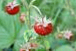 leggi tutto l'articolo La frutta d'estate aiuta a mantenere - Corriere della Sera La frutta d'estate aiuta a mantenere - Corriere della Sera