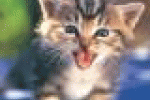 leggi tutto l'articolo Il morso del gatto diventa pericoloso se trascurato - MondialiBrasile.com Il morso del gatto diventa pericoloso se trascurato - MondialiBrasile.com