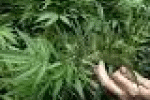 leggi tutto l'articolo Il fumo «cambia verso» E ora la cannabis torna una droga leggera - il Giornale Il fumo «cambia verso» E ora la cannabis torna una droga leggera - il Giornale
