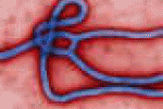 leggi tutto l'articolo ZMapp. Come nasce il 'siero segreto' anti Ebola - Quotidiano Sanità ZMapp. Come nasce il 'siero segreto' anti Ebola - Quotidiano Sanità