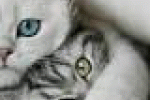 leggi tutto l'articolo L'Allergia ai gatti sembra essere la più diffusa - 24hlive L'Allergia ai gatti sembra essere la più diffusa - 24hlive