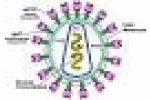 leggi tutto l'articolo Creato un enzima che elimina il virus HIV dalle cellule - La Stampa Creato un enzima che elimina il virus HIV dalle cellule - La Stampa
