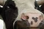 leggi tutto l'articolo Aglio, cipolla, vino e bile di mucca. Dal Medioevo la pozione contro i ... - Adnkronos Aglio, cipolla, vino e bile di mucca. Dal Medioevo la pozione contro i ... - Adnkronos