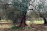 leggi tutto l'articolo Tra Italia e Ue il giallo della Xylella in Liguria. Oggi il “verdetto” del ... - Il Secolo XIX Tra Italia e Ue il giallo della Xylella in Liguria. Oggi il “verdetto” del ... - Il Secolo XIX