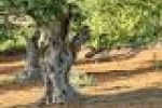 leggi tutto l'articolo Olivi e Xylella: il parere dell'Efsa - Agronotizie Olivi e Xylella: il parere dell'Efsa - Agronotizie