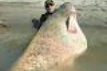 leggi tutto l'articolo Dopo il record, la beffa: multato il super pescatore - Gazzetta di Mantova Dopo il record, la beffa: multato il super pescatore - Gazzetta di Mantova