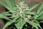 leggi tutto l'articolo Un nuovo studio dimostra come curare l'AIDS con la marijuana - Sanihelp.it Un nuovo studio dimostra come curare l'AIDS con la marijuana - Sanihelp.it