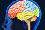 leggi tutto l'articolo Cervello si addormenta 'a tappe', ecco perché dimentichiamo - La Repubblica Cervello si addormenta 'a tappe', ecco perché dimentichiamo - La Repubblica