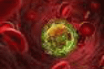 leggi tutto l'articolo Hiv, studio su cellule dei bambini - Corriere della Sera Hiv, studio su cellule dei bambini - Corriere della Sera