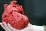 leggi tutto l'articolo Con un cuore stampato in 3D salvato un bimbo di 14 mesi - ANSA.it Con un cuore stampato in 3D salvato un bimbo di 14 mesi - ANSA.it
