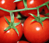 Pomodoro proteggi-cuore, migliora pressione e abbassa il colesterolo