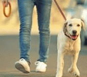 leggi tutto l'articolo Allarme veterinari: vaccinata solo la metà degli animali da casa, pericolo anche per l'uomo Allarme veterinari: vaccinata solo la metà degli animali da casa, pericolo anche per l'uomo