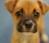 leggi tutto l'articolo Uno studio spiega perché il cane è il miglior amico dell'uomo Uno studio spiega perché il cane è il miglior amico dell'uomo