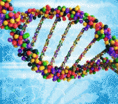 Dna, corretta in embrioni umani la mutazione causa di una malattia cardiaca