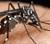 leggi tutto l'articolo Chikungunya, la febbre in Italia già dieci anni fa: non esiste vaccino Chikungunya, la febbre in Italia già dieci anni fa: non esiste vaccino