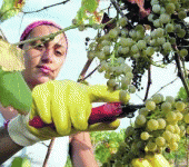 leggi tutto l'articolo Vino e olio, tanto caldo e poca acqua: è un'annata di magra Vino e olio, tanto caldo e poca acqua: è un'annata di magra